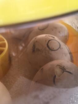 Multiple eggs being incubated
