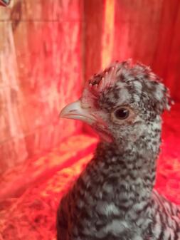 a small brown and white chick being incubated inside a coop