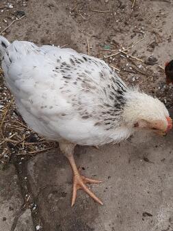 Chicken in garden