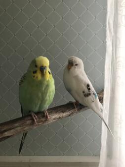 Two Parakeets