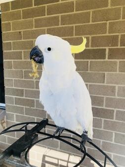 a white parrot with a yellow feather on it's head perched in a garden