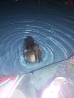 A duck in a swimming pool.