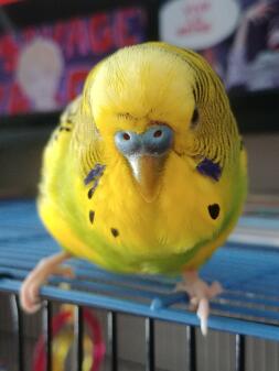 A yellow budgie on a cage