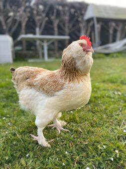 Chicken in garden