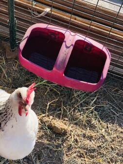 Chicken in run with feeder