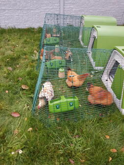 a set of green go chicken coops with one metre runs