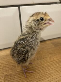 A little week old quail chick