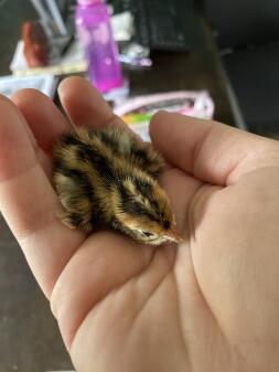 A little quail chick walking on my hand.