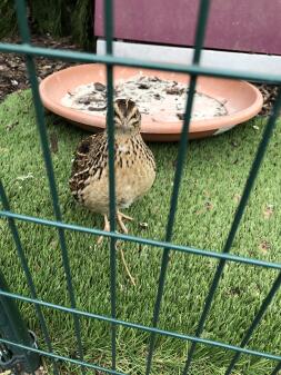 a quail in a walk in run stood on Astroturf