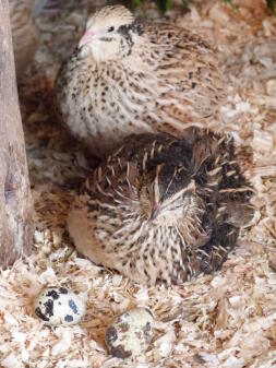 A pair of italian quails.