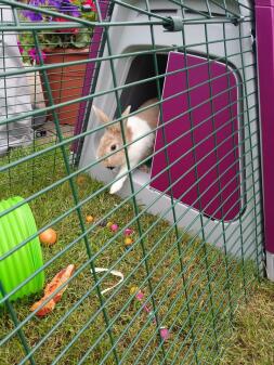 a brown and white bunny rabbit stepping out of a purple go rabbit hutch in to a pet run