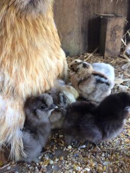 A chicken with five chicks