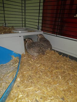 two brown quails in a coop indoors