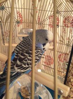 Close up of Budgie in Geo Bird Cage with Gold Cage and Teal Base