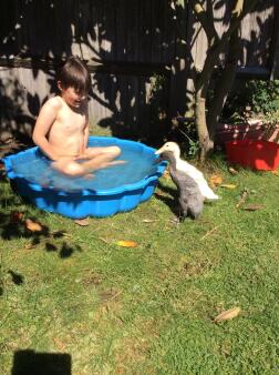 a young boy in a paddling pool with ducks next to him