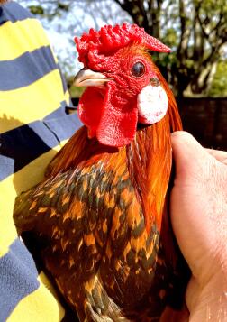 Chicken being held