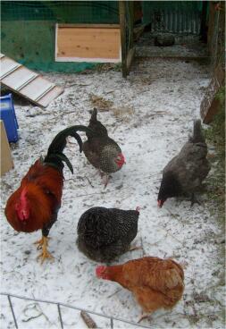 Four chickens and one rooster in snow