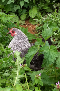 Chicken hiding in weeds