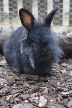 Oreo my lionhead