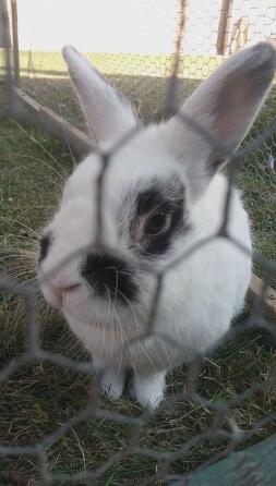 a white bunny rabbit with black spots stood behind mesh