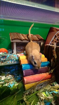 Gerbils enjoying a rainbox toy.