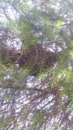 Didn't get a closer shot but those are bees making honey on a tree 