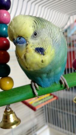 Budgie perching in cage