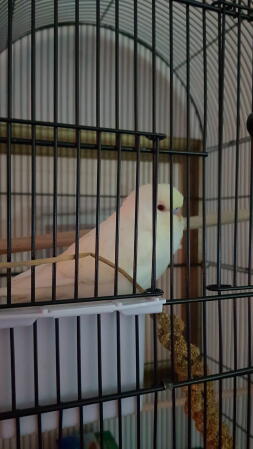 Budgie in cage