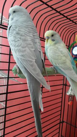 Budgies perching in cage