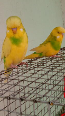 a yellow and a green budgies sat on top of a bird cage
