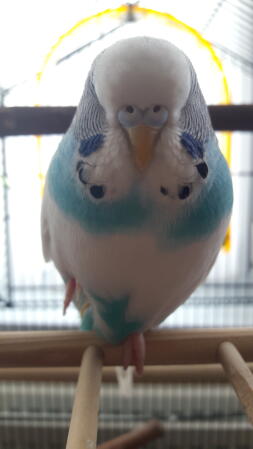 A budgie sitting on a wooden pole