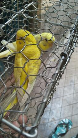 two yellow budgie in a cage