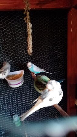 lots of bird perched on a wooden pole in a bird cage