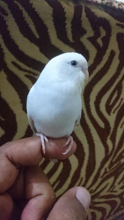 Budgie on finger