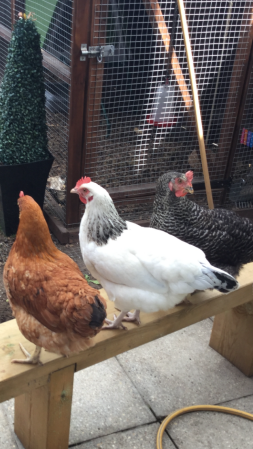 three orange white and black chickens perched on a bench