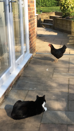 Cora checking out the cat! 