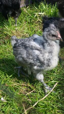 Chicken in Garden