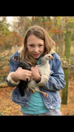 a young girl holding two chickens, one black and one white