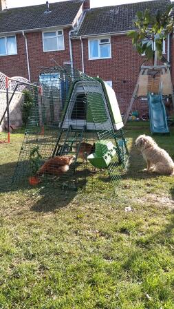 Eglu Go UP Raised Chicken Coop and Run with chickens and dog in garden