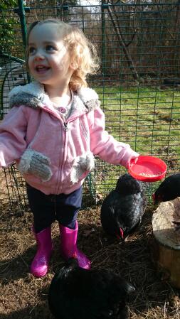 A small girl feeding corn to chickens