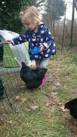 A kid feeding some food to a chicken