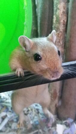 A hamster holding onto a bar