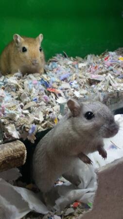 Two gerbils playing around