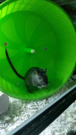 Gerbil in exercise wheel