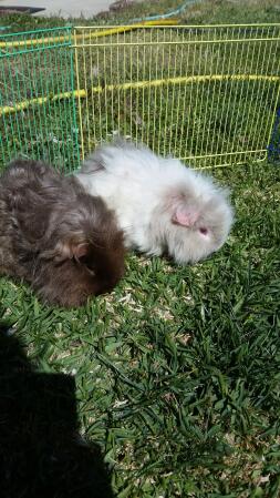 Enjoying the sunshine! And grass! 