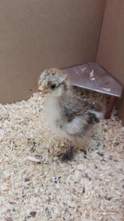 a baby brown and white chick