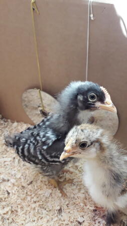 two baby chicks one black and white and one yellow