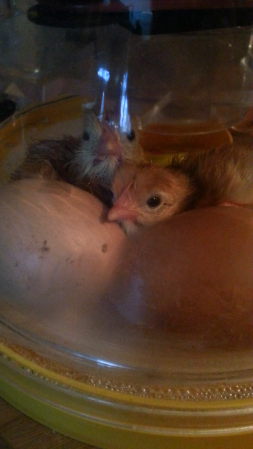 Two chicks emerging from an incubator