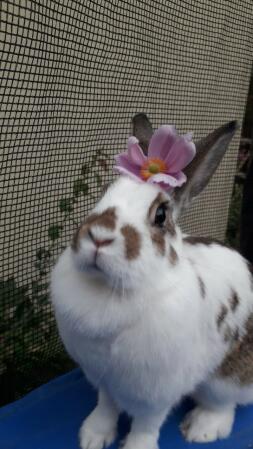 Rabbit with flower on head