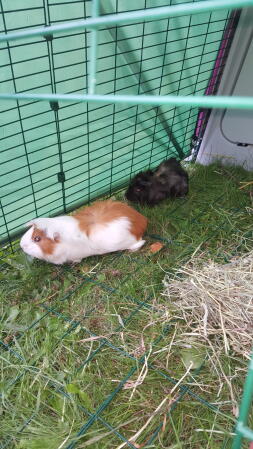 a black guinea pig and a white guinea pig with brown spots in a one metre animal run